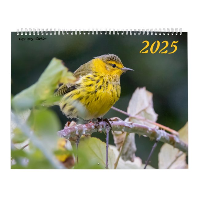 Beautiful Birds Photography 2025 Calendar Bluebird (Cover)