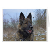 beautiful black and tan German Shepherd puppy (Front Horizontal)