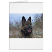 beautiful black and tan German Shepherd puppy (Front)