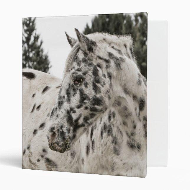Beautiful Black and White Appaloosa Horse Binder (Front/Inside)