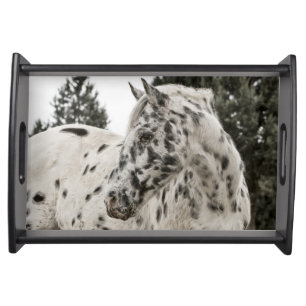 Beautiful Black and White Appaloosa Horse Serving Tray