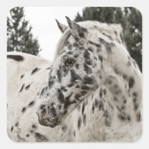 Beautiful Black and White Appaloosa Horse Square Sticker