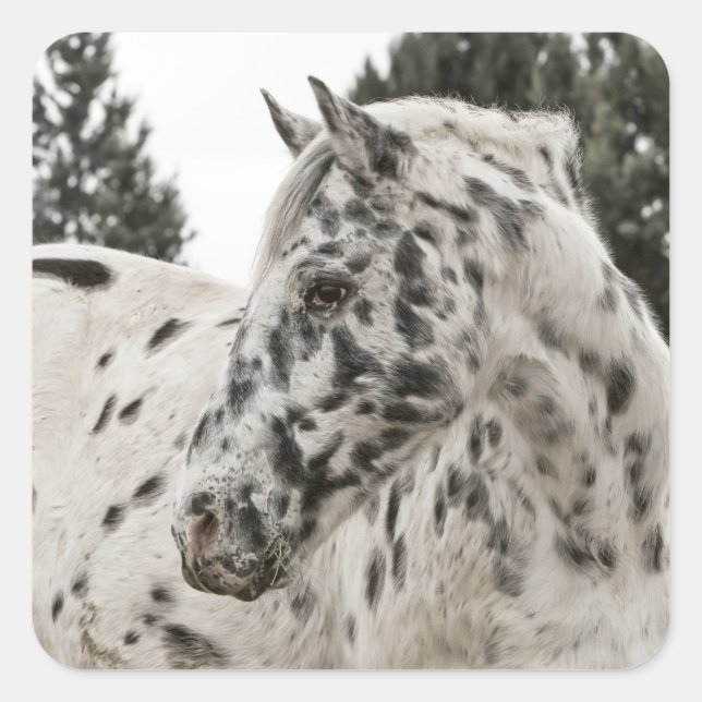 Beautiful Black and White Appaloosa Horse Square Sticker (Front)