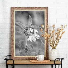 Beautiful Black and White Blooming Sunflower Poster