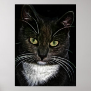 Beautiful Black and White Cat Poster
