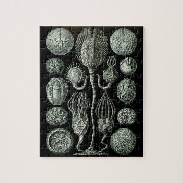 Beautiful black and white cystoid fossils picture jigsaw puzzle (Vertical)