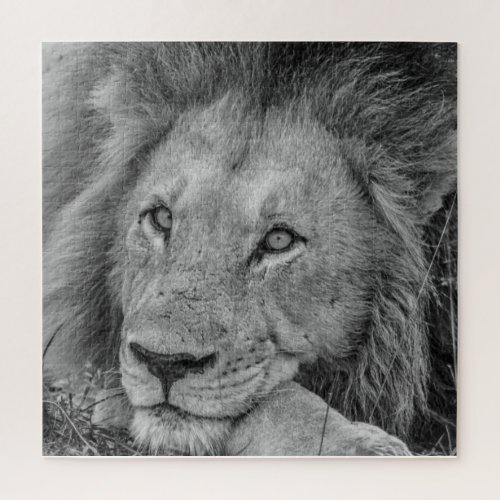 Beautiful Black and White Lion with Mane Photo Jigsaw Puzzle