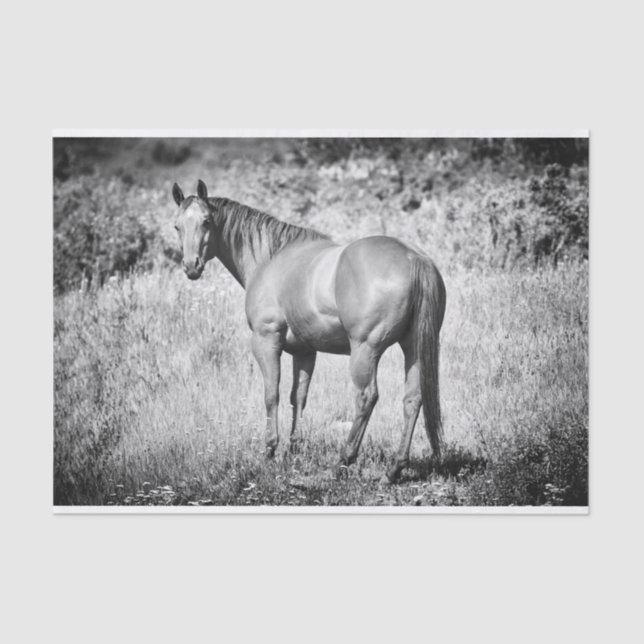 Beautiful Black and White Mare Tissue Paper (Front)