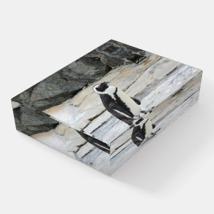 Beautiful Black and White Penguin on the Rocks Paperweight