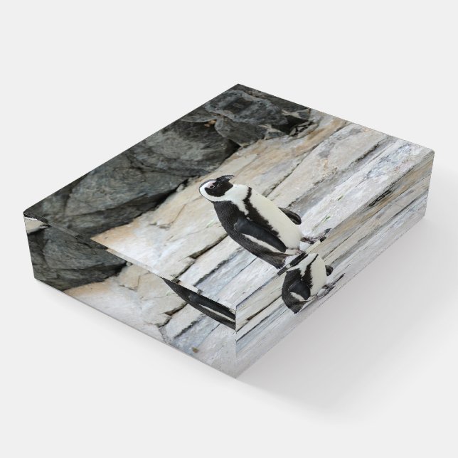Beautiful Black and White Penguin on the Rocks Paperweight (Angled)
