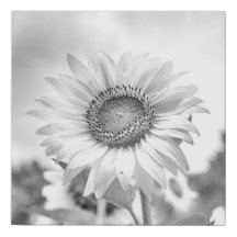 Beautiful Black and White Sunflower