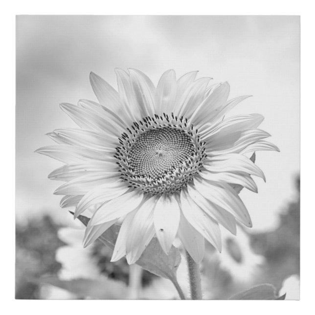 Beautiful Black and White Sunflower Faux Canvas Print (Front)
