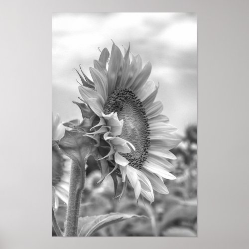 Beautiful Black and White Sunflower Side View Poster