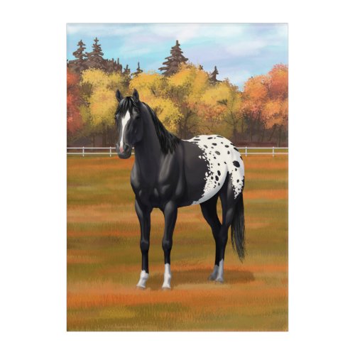 Beautiful Black Appaloosa Quarter Horse Stallion Acrylic Print