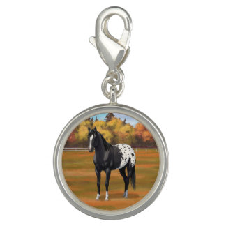 Beautiful Black Appaloosa Quarter Horse Stallion Charm