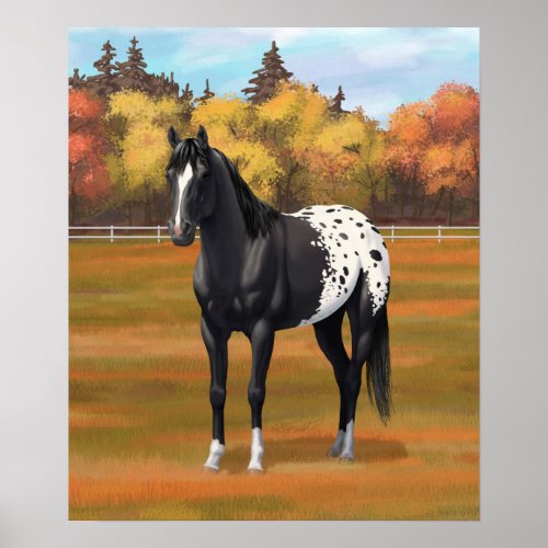 Beautiful Black Appaloosa Quarter Horse Stallion Poster
