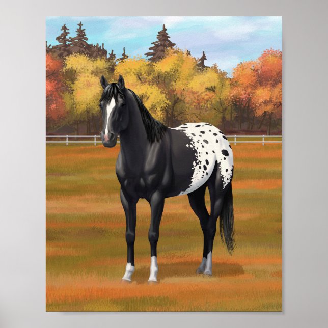 Beautiful Black Appaloosa Quarter Horse Stallion Poster (Front)