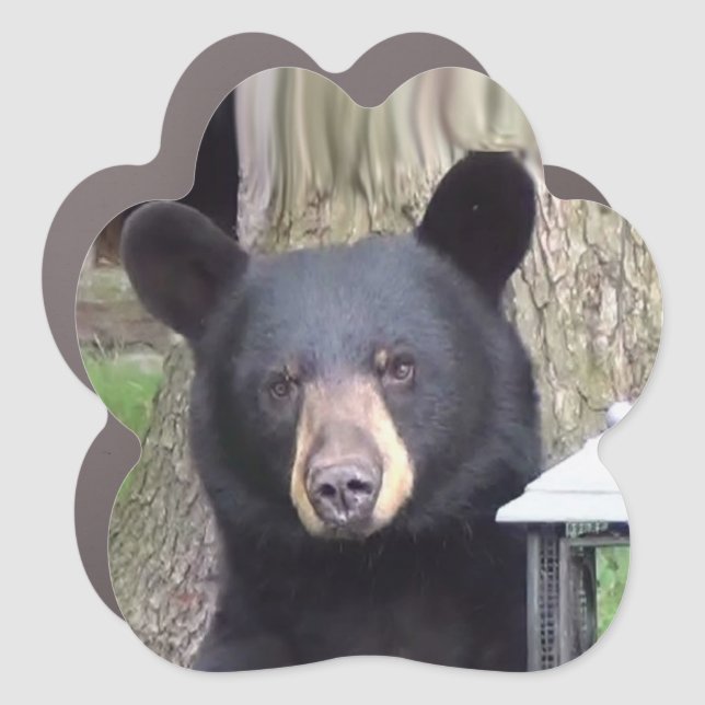 Beautiful Black Bear Car Magnet (Front)