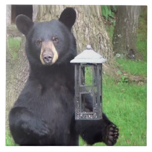 Beautiful Black Bear Ceramic Tile