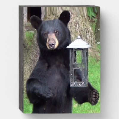 Beautiful Black Bear Enjoying Snack Wooden Box Sign