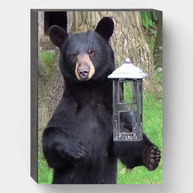 Beautiful Black Bear Enjoying Snack Wooden Box Sign (Front Vertical)