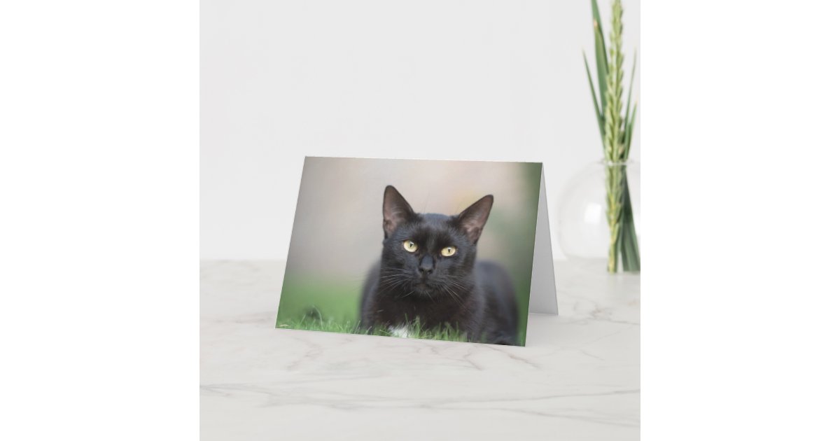 Beautiful Black Cat Note Card | Zazzle