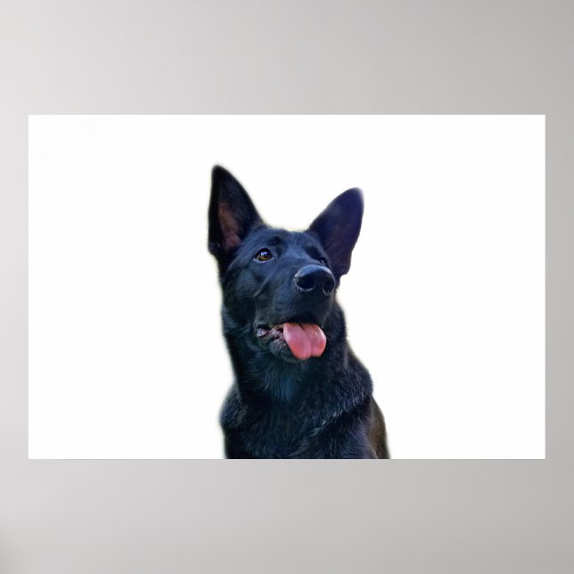 Beautiful black German Shepherd Poster (Front)