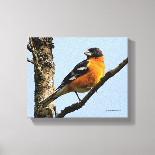 Beautiful Black_Headed Grosbeak in a Tree Canvas Print