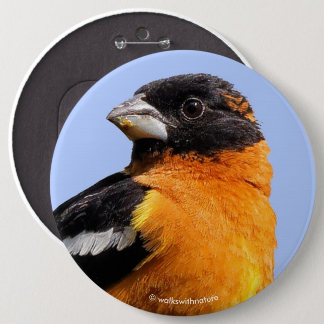 Beautiful Black-Headed Grosbeak in a Tree Pinback Button (Front & Back)