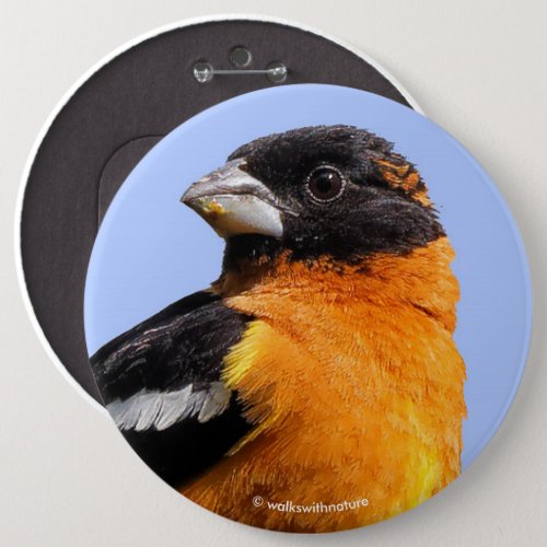 Beautiful Black_Headed Grosbeak in a Tree Pinback Button