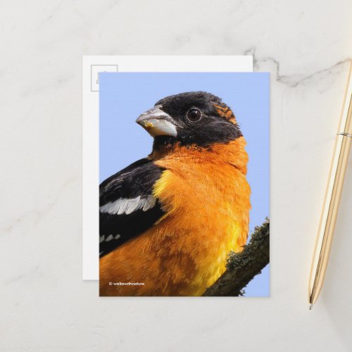 Beautiful Black_Headed Grosbeak Songbird in Tree Postcard