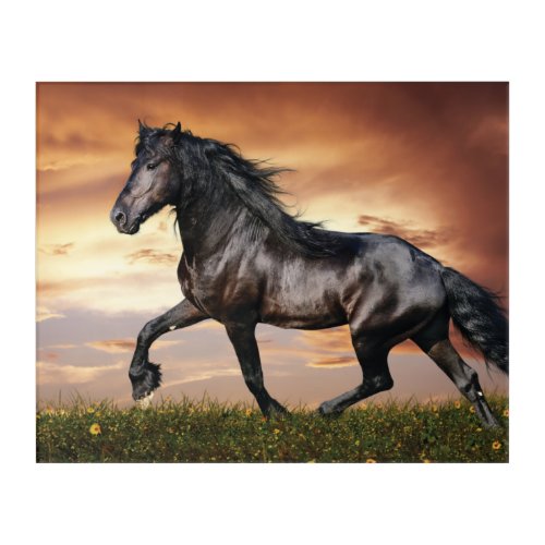 Beautiful Black Horse Acrylic Print