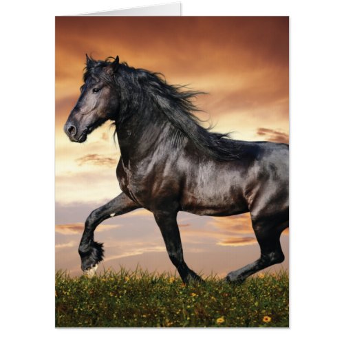 Beautiful Black Horse Card