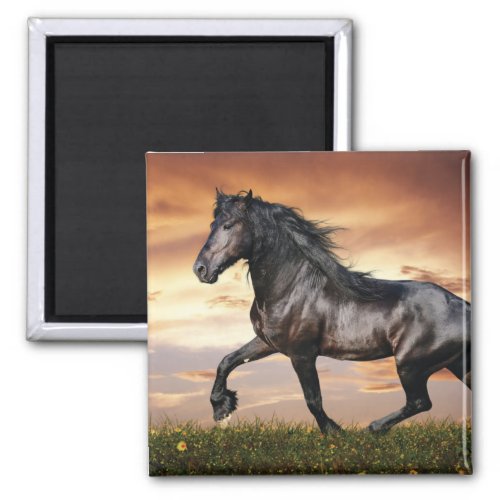 Beautiful Black Horse Magnet