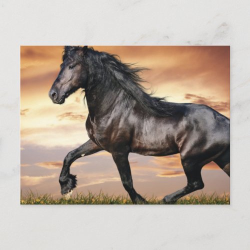 Beautiful Black Horse Postcard