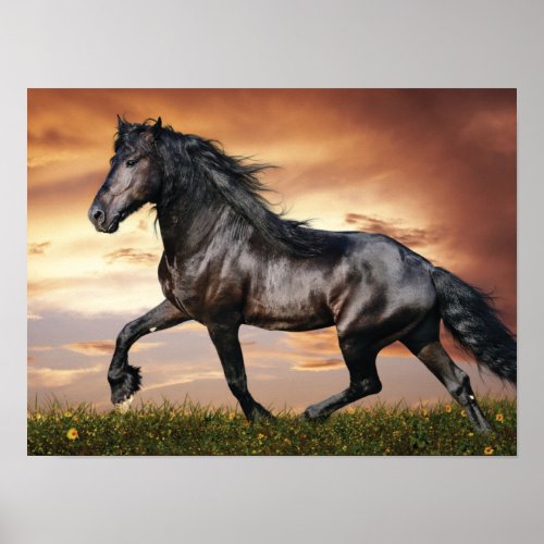 Beautiful Black Horse Poster
