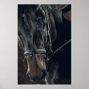 Beautiful Horse Posters & Prints