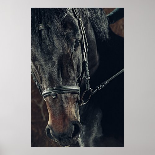 Beautiful Black Horse  Poster