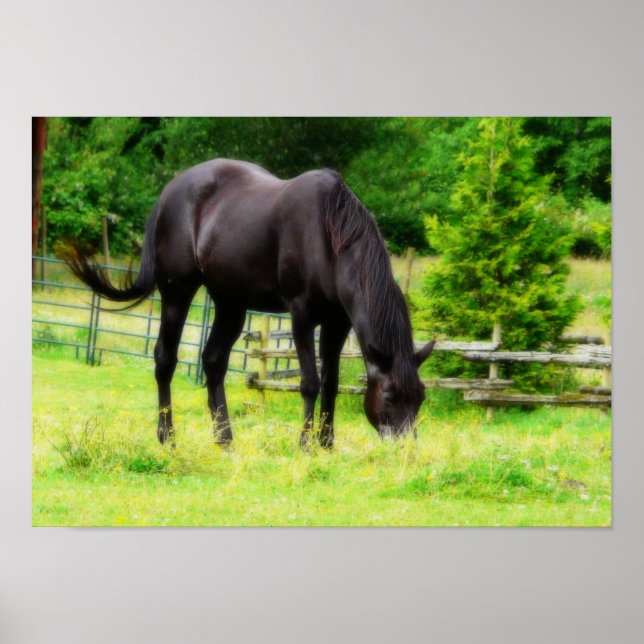 Beautiful Black Horse Poster (Front)