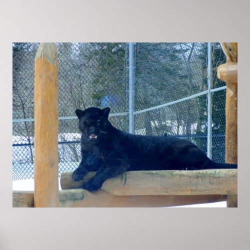 Beautiful Black Jaguar Poster