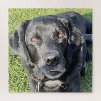 Beautiful Black Lab Jigsaw Puzzle