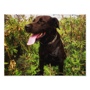 Beautiful Black Labrador Dog Photo Print