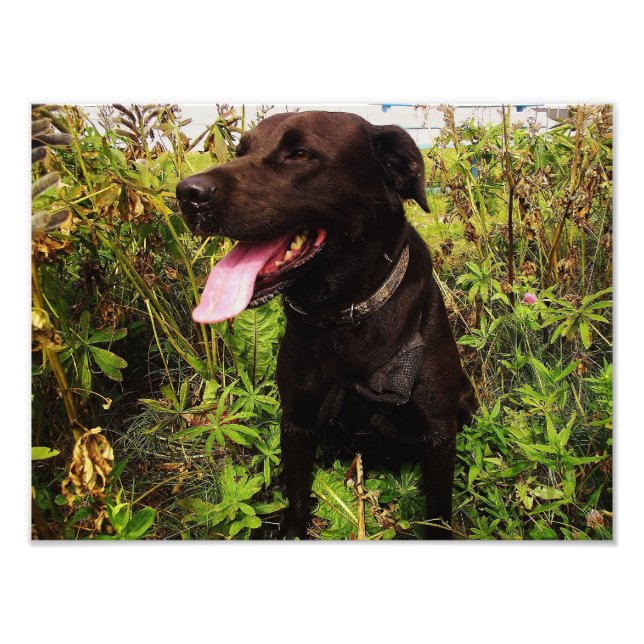 Beautiful Black Labrador Dog Photo Print (Front)