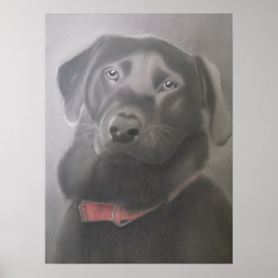 Beautiful Black Labrador Poster