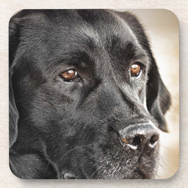 Beautiful Black Labrador Retriever dog design Drink Coaster (Front)