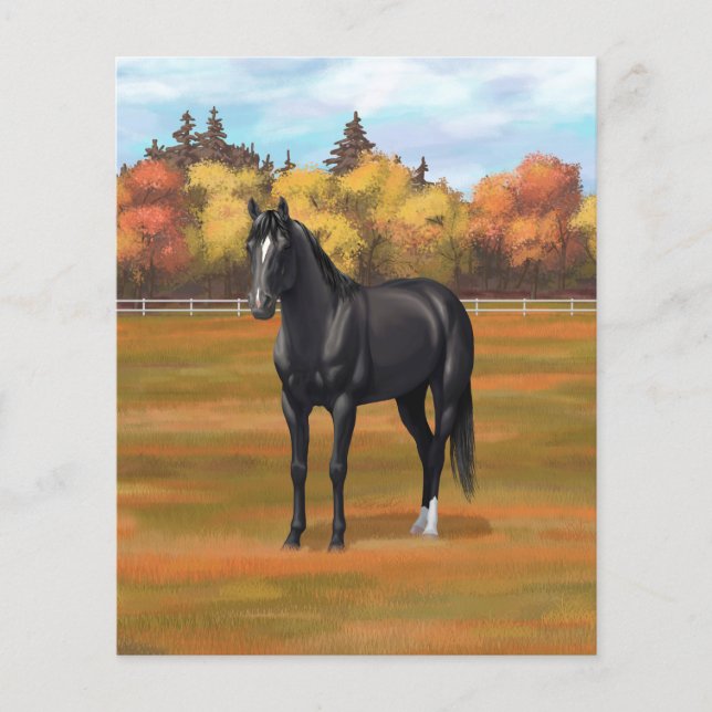 Beautiful Black Quarter Horse Stallion (Front)