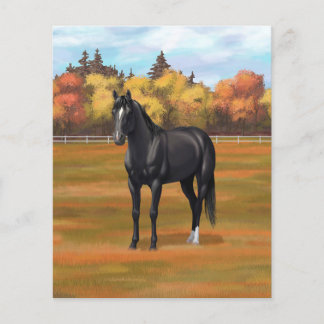 Beautiful Black Quarter Horse Stallion