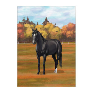 Beautiful Black Quarter Horse Stallion Acrylic Print