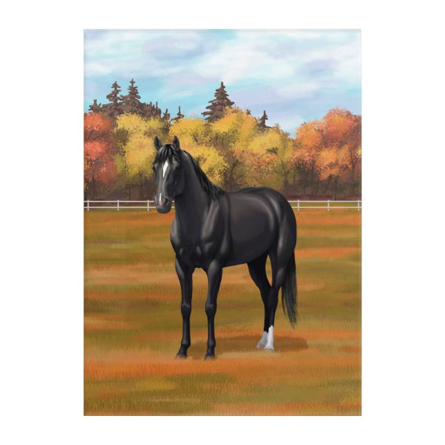 Beautiful Black Quarter Horse Stallion Acrylic Print (Front)