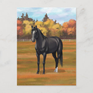 Beautiful Black Quarter Horse Stallion Postcard